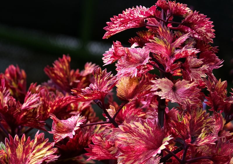 Spellbinding Botany