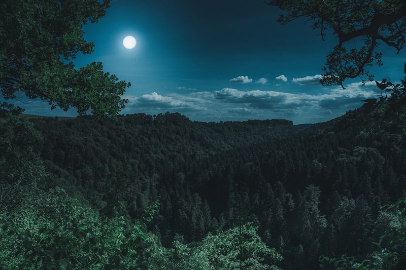 Moonlit Glades
