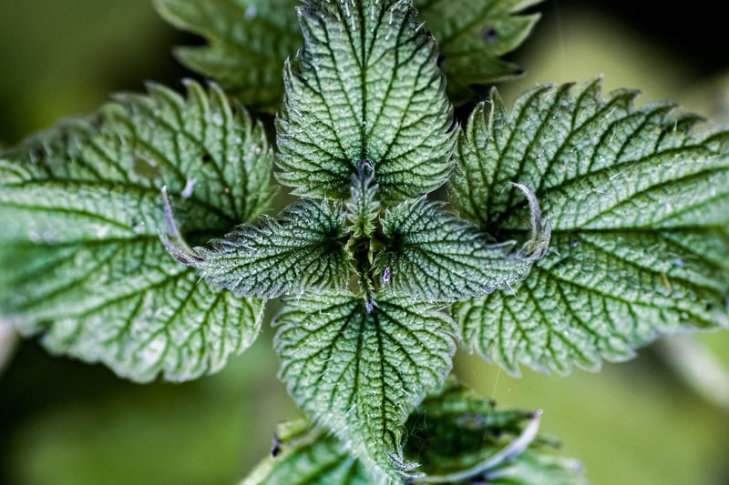 Nettle Plant